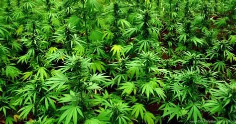 Gopalganj Bihar News